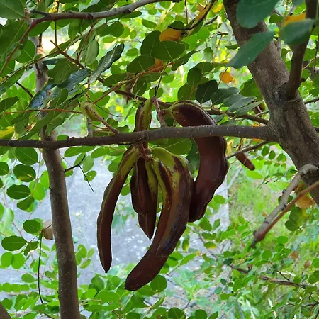 Beachfront House Nella With Full Privacy Lejlighed *