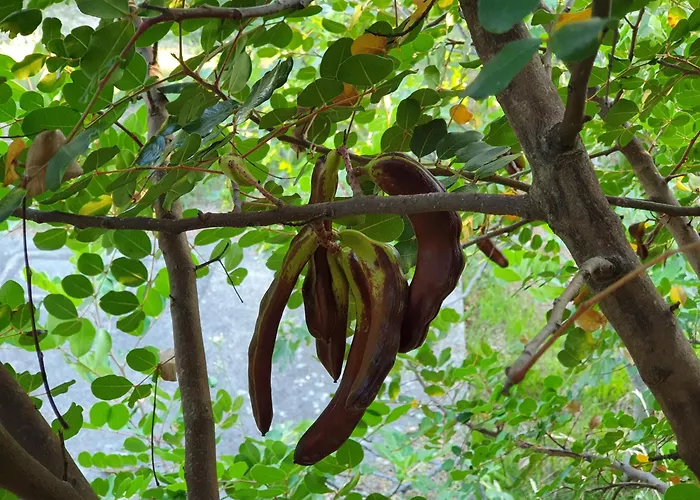 Beachfront House Nella With Full Privacy Апартаменты *